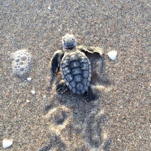 Meet your Posher, Sandy